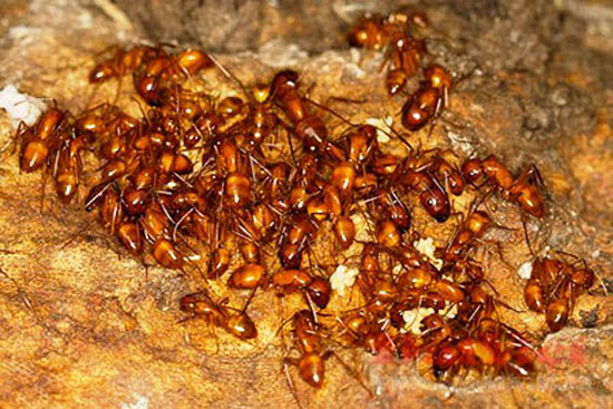 Mỗi loại kiến mang đến một hương vị tuyệt vời riêng.